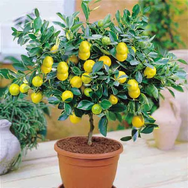 

5 types for you to choose Citrus limon Seeds Fruit Garden Seed Orchard Farm Family Potted Fruit Lemon Seed A Pack 50 PCS