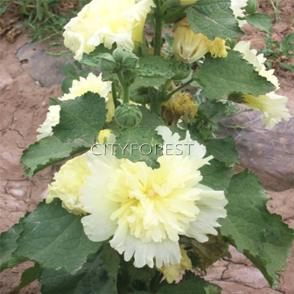 Acheter Double Fleur Beige Rose Trémière 100 Graines Facile à Cultiver à Partir De Semences Annuel Populaire Bricolage Maison Jardin Paysage Fleur
