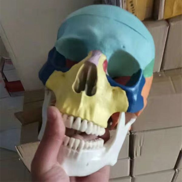 VENDITE CALDE a grandezza naturale in plastica Anatomia umana dentale cranio cervello scheletro anatomico dentista laboratorio anatomia modello Igiene orale