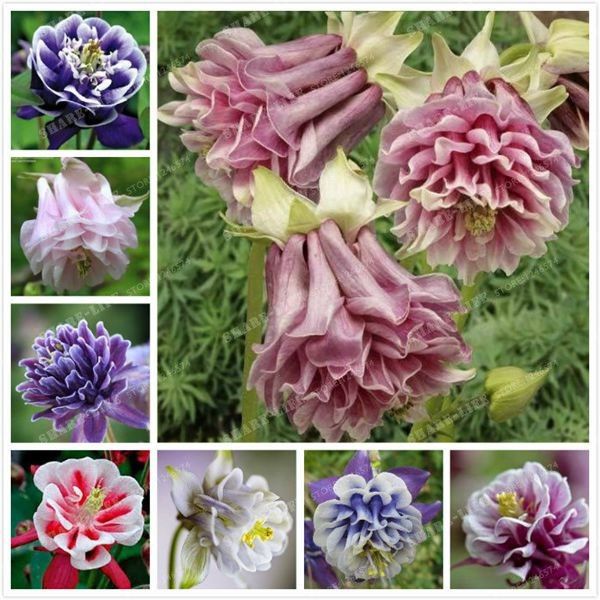 

Пакет 100 шт. Aquilegia (Коломбина)семена,длинный сезон цветения, выносливый цветок, кра