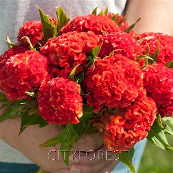 

1000 шт. гигантский красный Cockscomb семена цветов Красный бархат Celosia супер легко Growg п