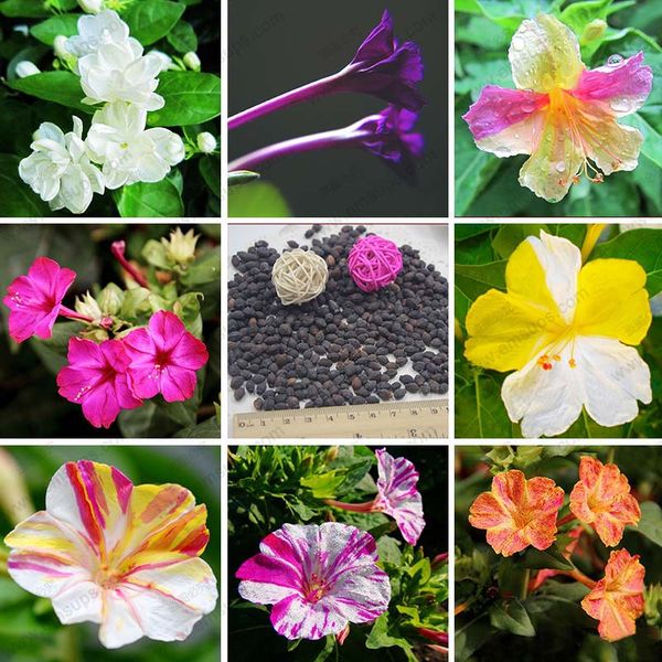 

Sementes framedpainting