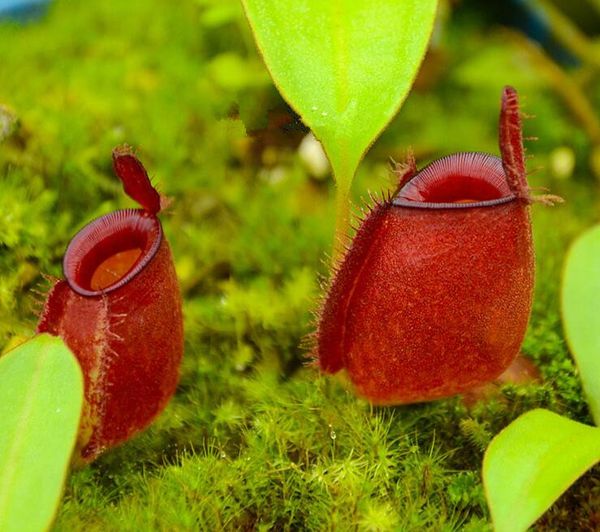 

Насекомоядные травы Dionaea Muscipula Яблоко Nepenthesseeds несколько сортов гибридные растени