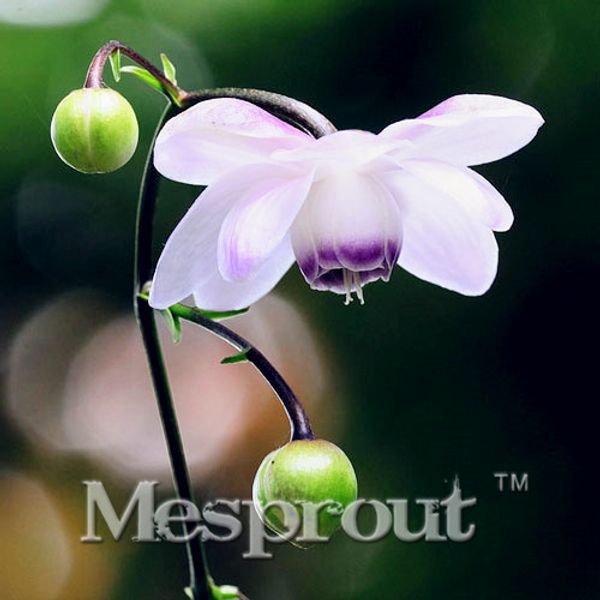 

New Arrival!10PCS Lotus Cohosh Flower Seeds for planting in pot or ground easy to grow flower seeds as bonsai