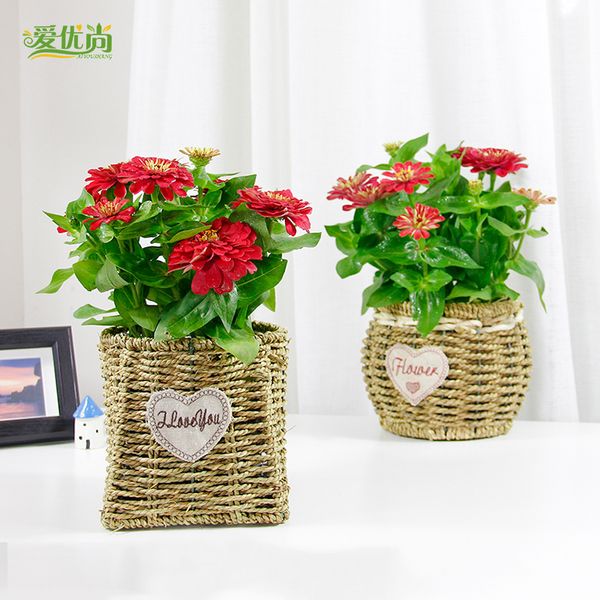 flowers seeds One hundred days grass 30 Zinnia Seed indoor plants flowers new ar