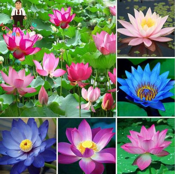 

10pcs/Bag Lotus Flower High Quality Aquatic Plants Water Plants Lotus Seeds Water Lily Flower Seeds Plant For Home Garden
