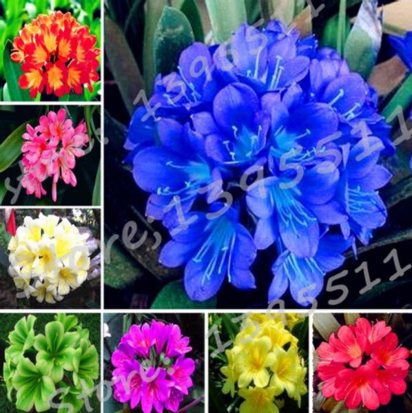 

100 Pcs Clivia Seeds, Free Shipping Cheap Clivia Seeds,Clivia Potted Seed, Bonsai Balcony Flower For Home Garden Best Gift For Kids