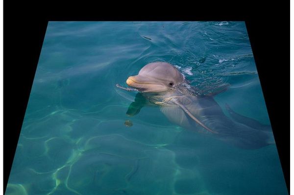 

floor painting 3d wallpaper 3d sea dolphin bathroom floor painting mural-3d pvc wallpaper self-adhesive floor wallpaper-3d