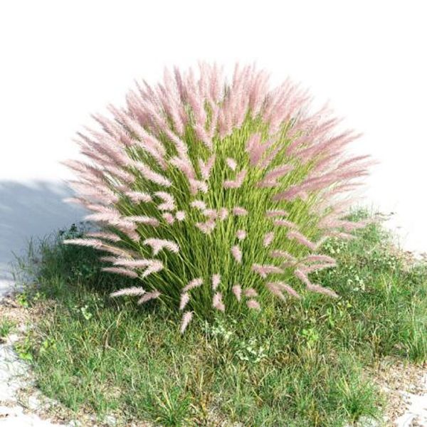 

1 оригинальный пакет 20 семена Kikuyugrass, многолетние семена растений травы