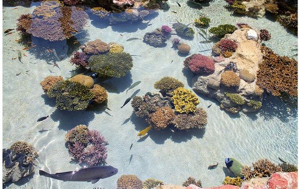 

modern custom 3d floor mural coral tropical fish ocean 3d floor painting non-slip waterproof self-adhesive pvc wallpaper