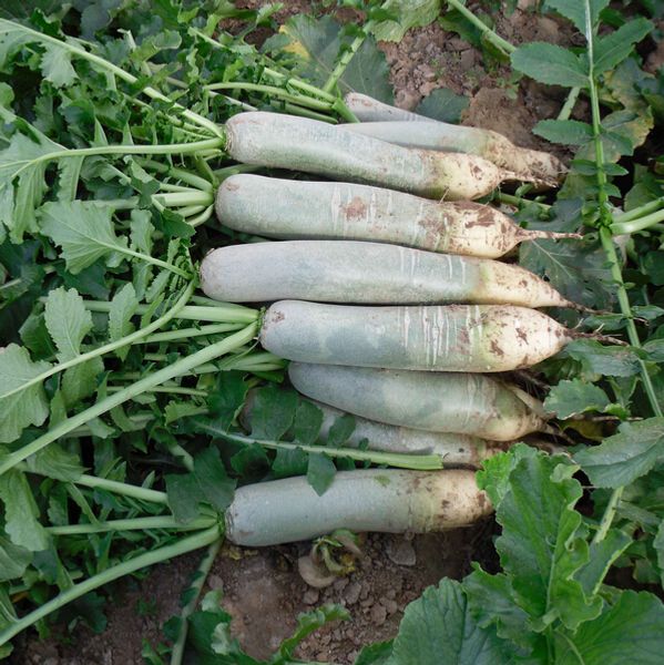 

chinese vegetable seeds Green radish , succulent fruit seeds 100 particles/bag