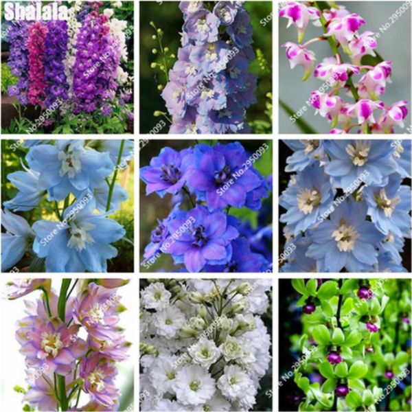 

100 Pcs Chinese Cheap Dendrobium Seeds Potted Home Flower Bonsai Rare Orchid Seed Mixed Colors Balcony Flower Pots Planter