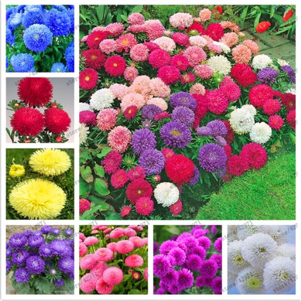 

120 Шт. / Пакет Многоцветные Семена Астры Китайский Цветок Хризантемы Для Дома Гаде