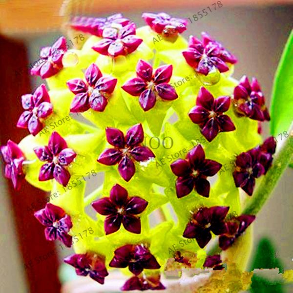 

Новые свежие семена Семена Хойя семена, горшечных Хойя Карноса цветок семян садовых растений многолетние посадки орхидеи семена 30 шт. / упак.,#IRJ4ZT