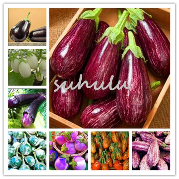 

100 pcs/bag purple eggplant seeds,bonsai Organic delicious seeds vegetables,Balcony or courtyard potted plant Edible food seeds for garden