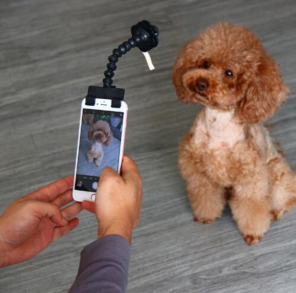 Acheter Pet Selfie Bâton Pour Animaux Chien Chat Portable Pet Selfie Bâton Téléphone Attachement Chien Chat Prendre Des Photos Formation Jouet Pour