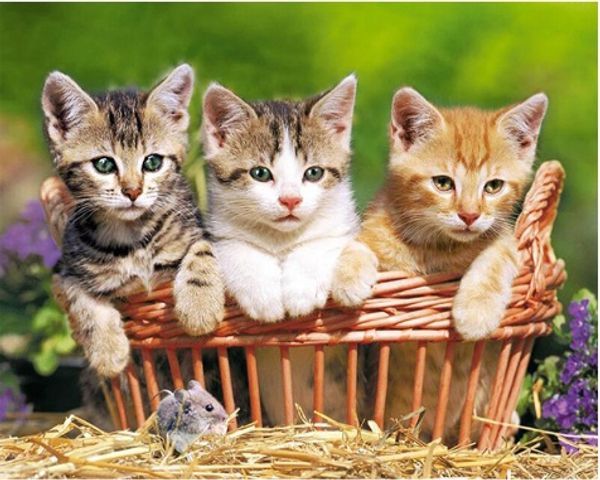 

Square/round Drill 5D DIY Diamond Painting "Three cats" handmade 3D Embroidery arts Cross Stitch Mosaic Home Decor Art Experience toys gift