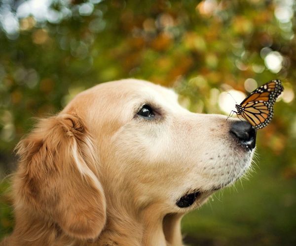 

a1332 dog 30*25 diamond embroidery home decor diamond cross stitch 100% resin tool dril painting cross stitch mosaic needlework