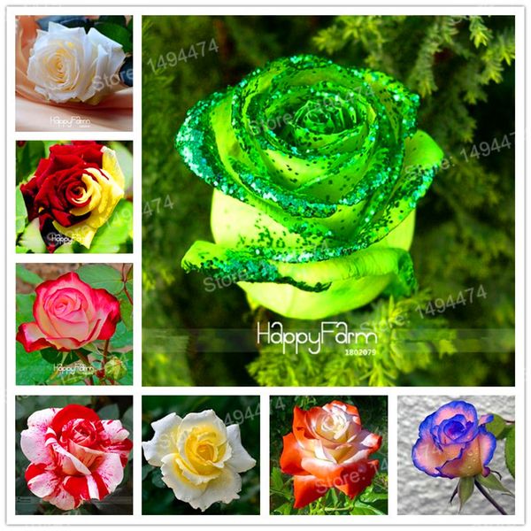 

Sementes cstllmyyxgs