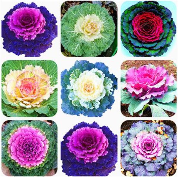 

100 Шт. / Пакет Семена Капусты Цветущие Декоративные Семена Капусты Завод Цветения В Бонсай Или Горшок Украшения Сада Семена Цветов
