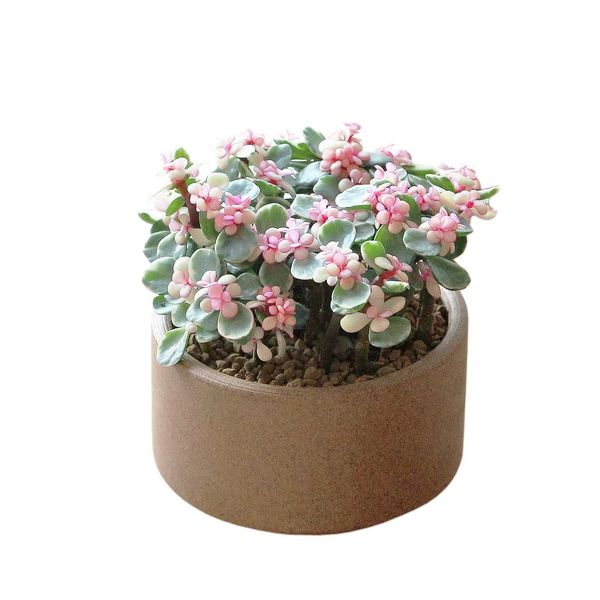 Real Fresh Houseplants And Indoor Flowers In Ceramic And Plastic