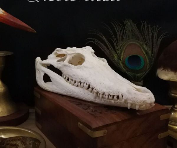 

genuine freshwater crocodile skull taxidermy 9.5"-10"(from the farm