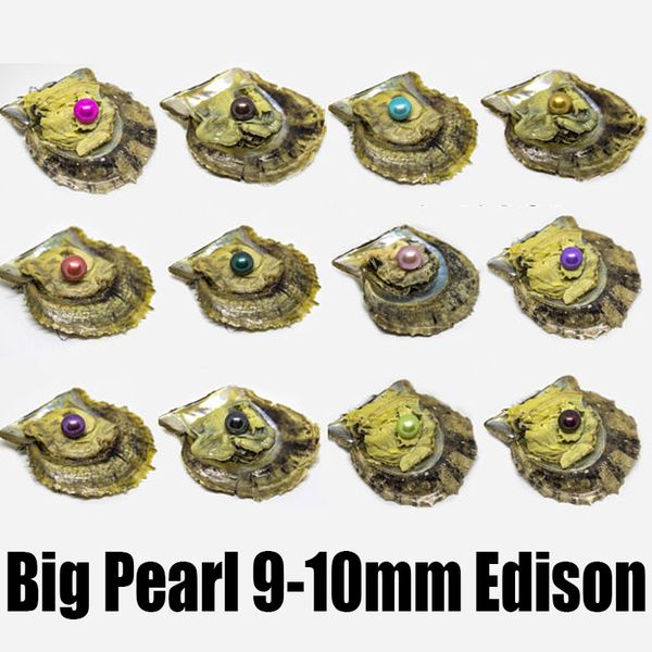 

Oyster with Pearl Large Round Pearl in Oysters Colorful Edison Pearls Large 9-10mm Edison Pearl Oysters to Open at Home Vacuum Packed