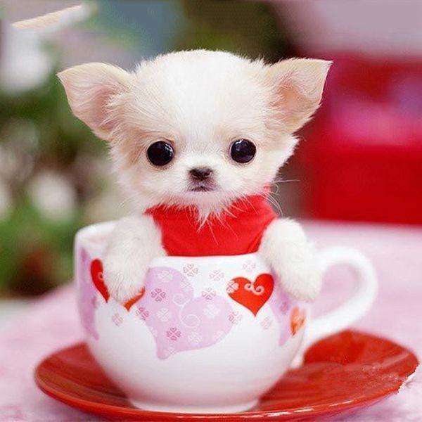 

a1812 dog 30*20 5d diy diamond embroidery painting home decor diamond crossing stitch 100% resin tool dril painting mosaic needlework