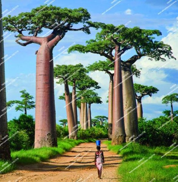 

Adansonia digitata baobab tree seeds rare outdoor fruit tree seeds perennial plant bonsai tree seeds for Home garden 20pcs/bag