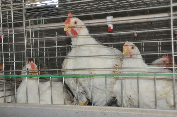 Acheter Poulet Cage Poultry Farm A Cadre Batterie Poulet Poulet Oiseaux Cage System Poulet Coop à Vendre De 12061 Du Stuffedbun Dhgatecom