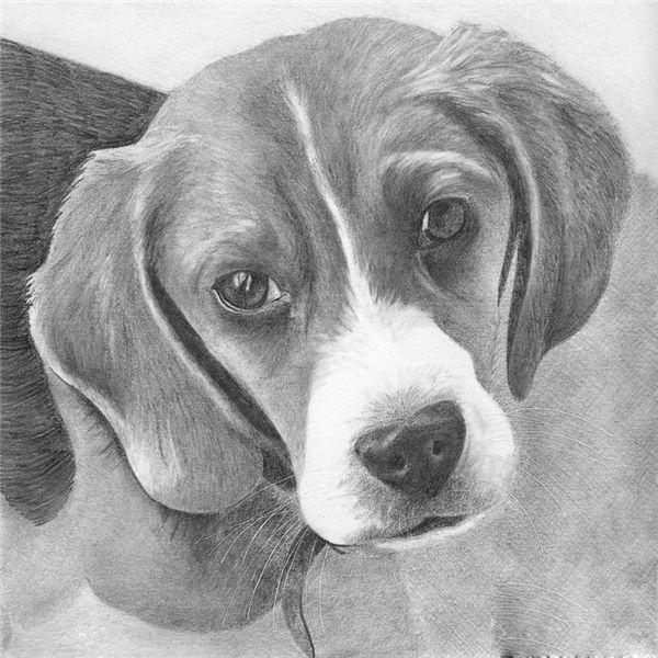 

diy алмаз живопись вышивки крестом комплект горный хрусталь мозаика украшения дома подарок животных милый собака полный круглый алмаз вышивк