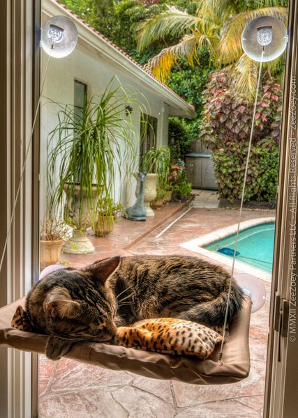 

pet cat hammock sunny seat bed hanging sunshine suction washable window bed