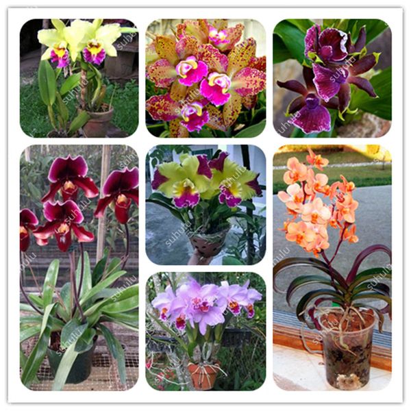 

Outros Acessórios Jardim ymhzdy