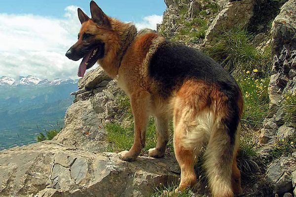 

a2393 wolfdog 30*20 5d diy diamond embroidery painting home decor diamond crossing stitch 100% resin tool dril painting mosaic needlework