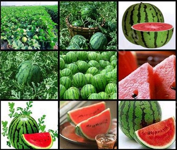 

New Seeds 2017!30 Pieces Common Watermelon Seeds Delicious Chinese Fruit Water Melon Seeds Bonsai Plants Seeds,#1ELH5X