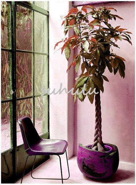 

5 Pcs/Bag Mixed Pachira Macrocarpa Seeds,Hawaiian Make Money Tree Indoor Bonsai Plants Peculiar And Beautiful With High Ornamental Value
