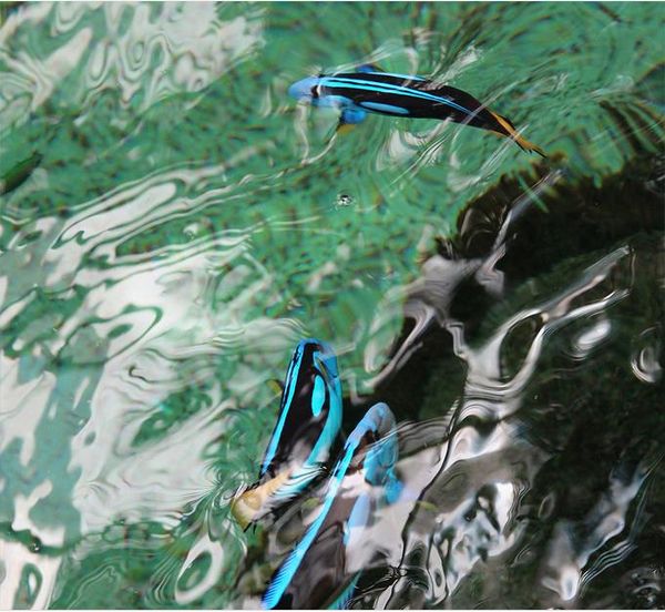 carta da parati autoadesiva Clear fish pond carp 3D da pavimento a pavimento pittura per la casa