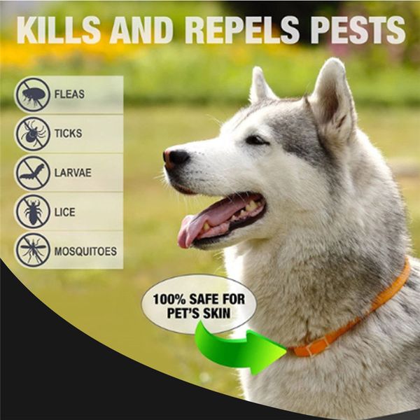 Acheter Collier Anti Puces Et Anti Tiques Pour Chiens Chats Remède Naturel Contre Les Puces Collier De Contrôle Unique Pour Votre Chien De 603 Du