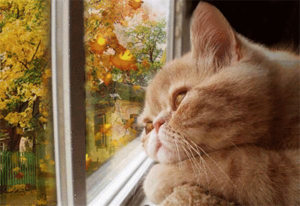 

diy алмаз живопи вивки кѬеом комплек гоѬнй Ѭђал полнй квадѬанй алм