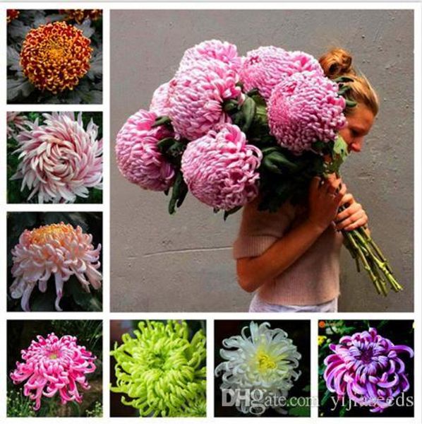

Китайский мама Семена редкие многолетние семена цветов крытый бонсай растения хризантемы завод для дома сад смешанный цвет 50 шт. / пакет