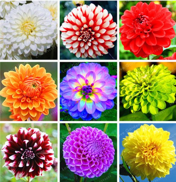 

Outros Acessórios Jardim ymhzdy