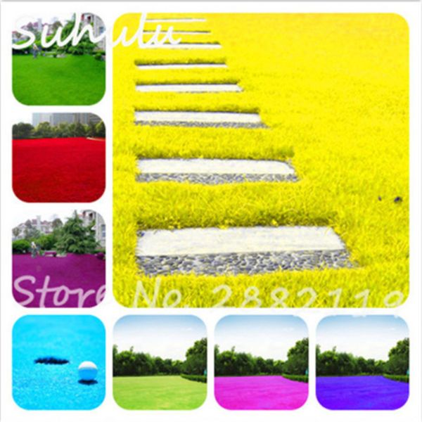 

500 шт. редкий цвет японский Лесной травяной травы семена, многолетние вечнозелены