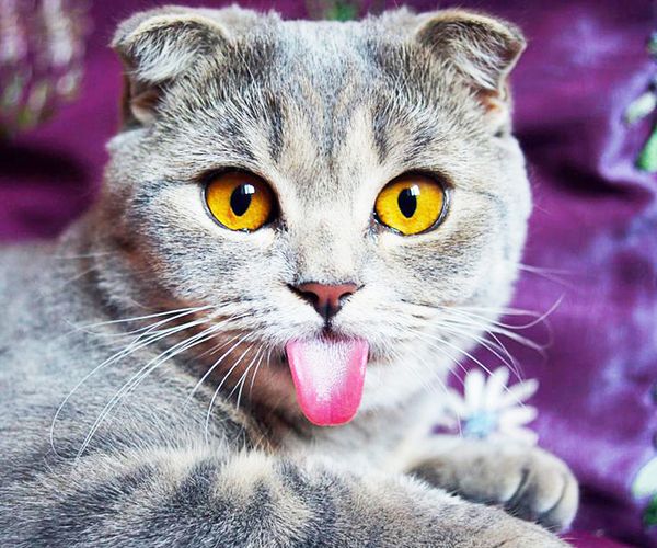 

a1630 diamond embroidery home decor cross stitch grey cat 100% resin tool dril painting cross stitch mosaic needlework