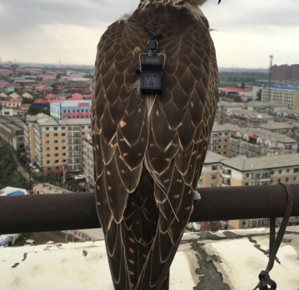 

falconry bell small bell tracker pine nut sqarow hawk eaglet falconet back board eurasian kestrel male female hunting, Camo