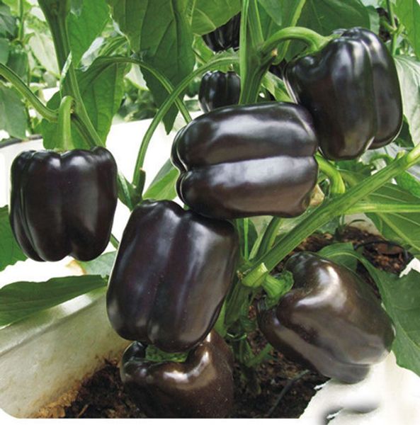 

100 семян / упаковка Черные перцовые семена