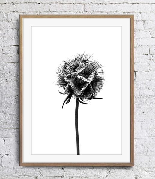 

Concise Style Black White Plants Art Poster Wall Decor Pictures Art Print Home Decor Poster Unframe 16 24 36 47 Inches