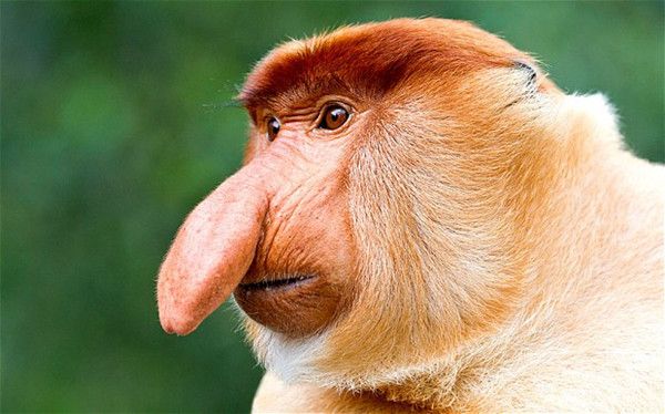 

2013 selling huizhou realistic new cute latex costume proboscis monkey mask