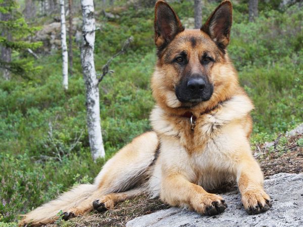 

a1953 wolfdog 40 * 30 алмаз вышивка живопись home decor алмаз вышивка крестом 100% смола инструмент дриль живопись вышивки крестом мозаика р
