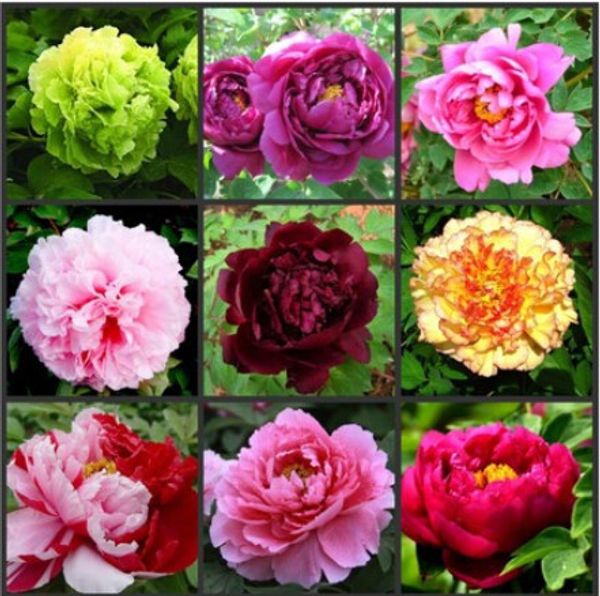 

Outros Acessórios Jardim ymhzdy