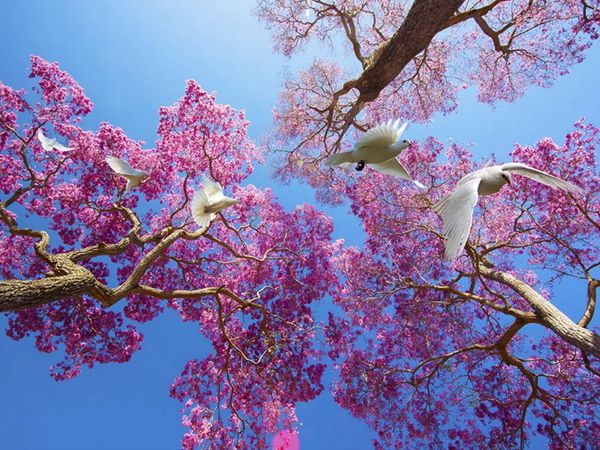 

p wallpaper for walls hd 3d fantasy towering peach blimp ceiling zenith murals wallpaper flower